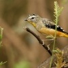Pardalot teckovany - Pardalotus punctatus - Spotted Pardalote 7884
